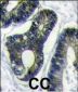 FAU Antibody (C-term)
